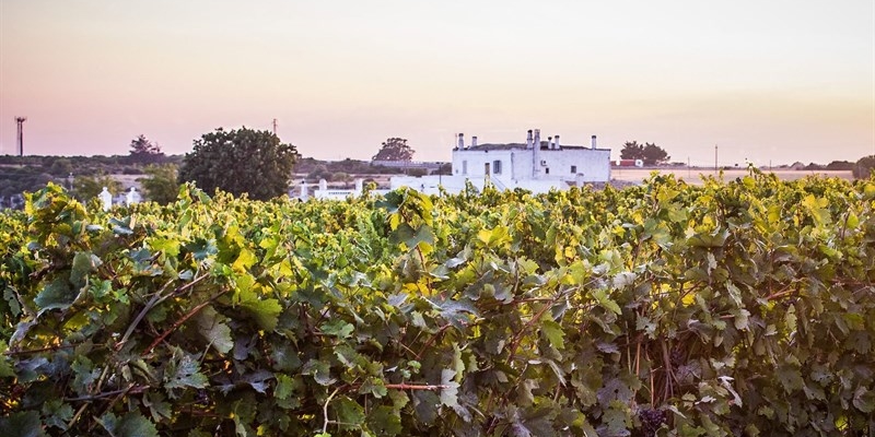 A Masseria Liuzzi arriva la festa «A tutto mosto!»