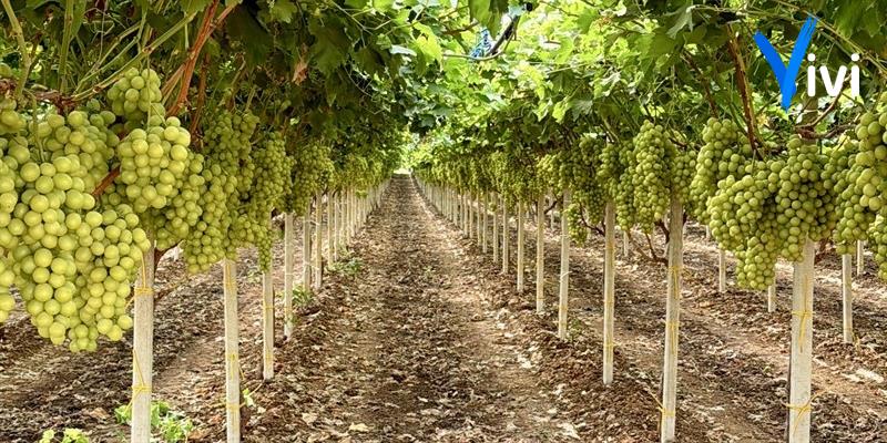 Un vigneto di uva da tavola