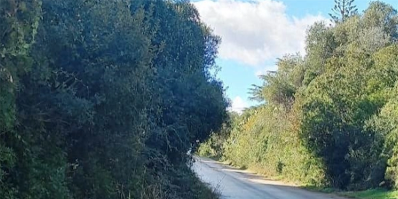 Vegetazione spontanea sulla sp12 Vegetazione spontanea sulla sp12