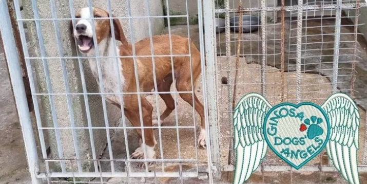 Cagnolini in stallo Cagnolini in stallo