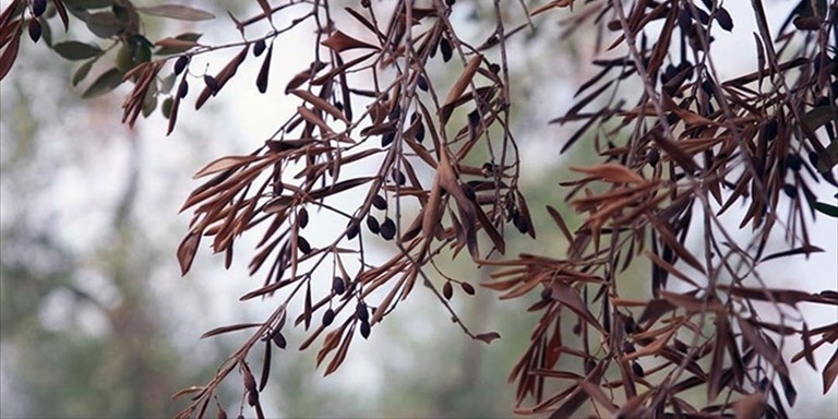 Lotta alla Xylella: c'è la proroga fino al 23 aprile