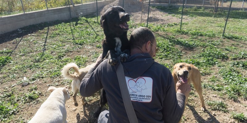 "É un reato!": al via la campagna contro l'abbandono di cani e gatti 