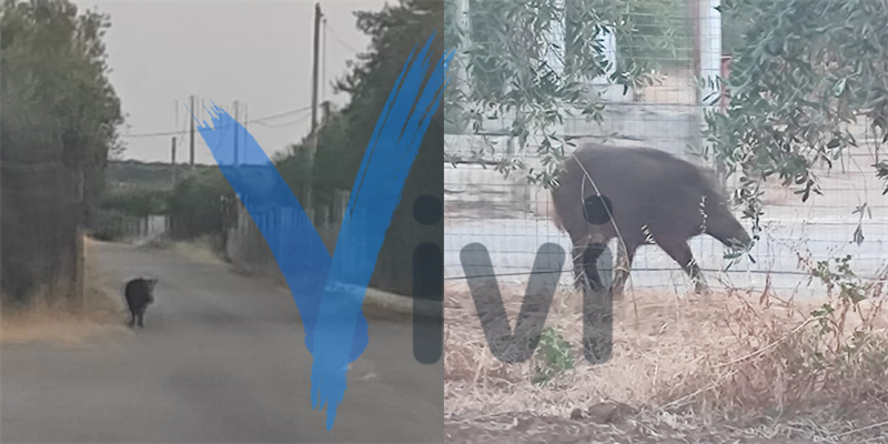 Cinghiale fra le strade a Chiatona