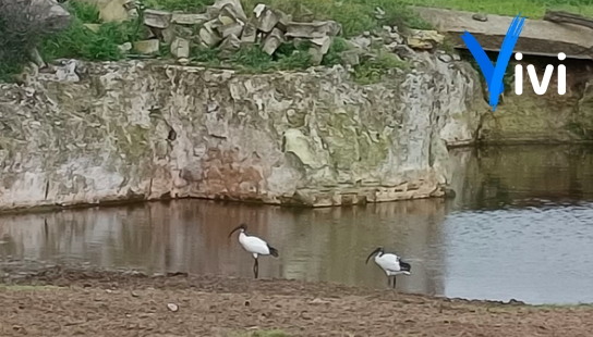 Esemplari di ibis sacro avvistati a Laterza