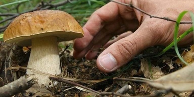 Raccolta funghi Raccolta funghi