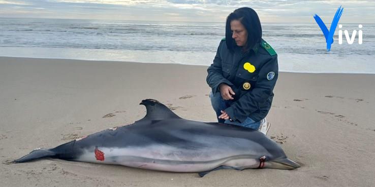 Triste ritrovamento: delfino spiaggiato a Castellaneta Marina