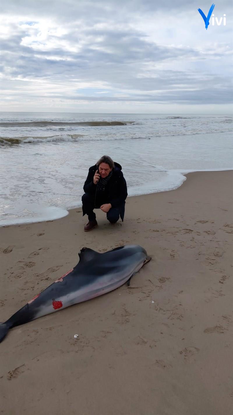Triste ritrovamento: delfino spiaggiato a Castellaneta Marina