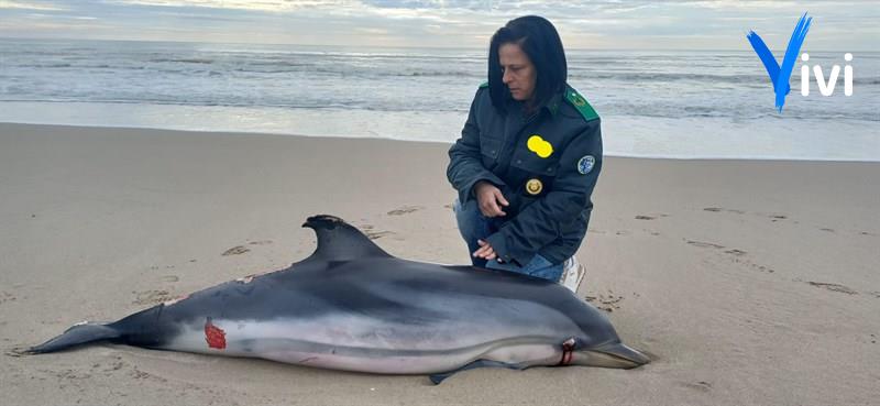 Triste ritrovamento: delfino spiaggiato a Castellaneta Marina