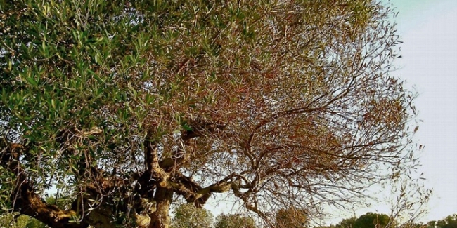 Lotta alla Xylella: pulire i terreni entro 15 giorni