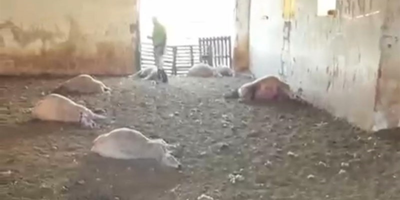 Attacco dei lupi decima un gregge, allarme fra gli agricoltori