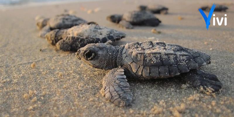 Arriva il “Tarta Beach Tour” per proteggere le tartarughe marine