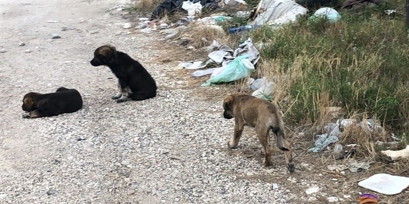 I cuccioli abbandonati
