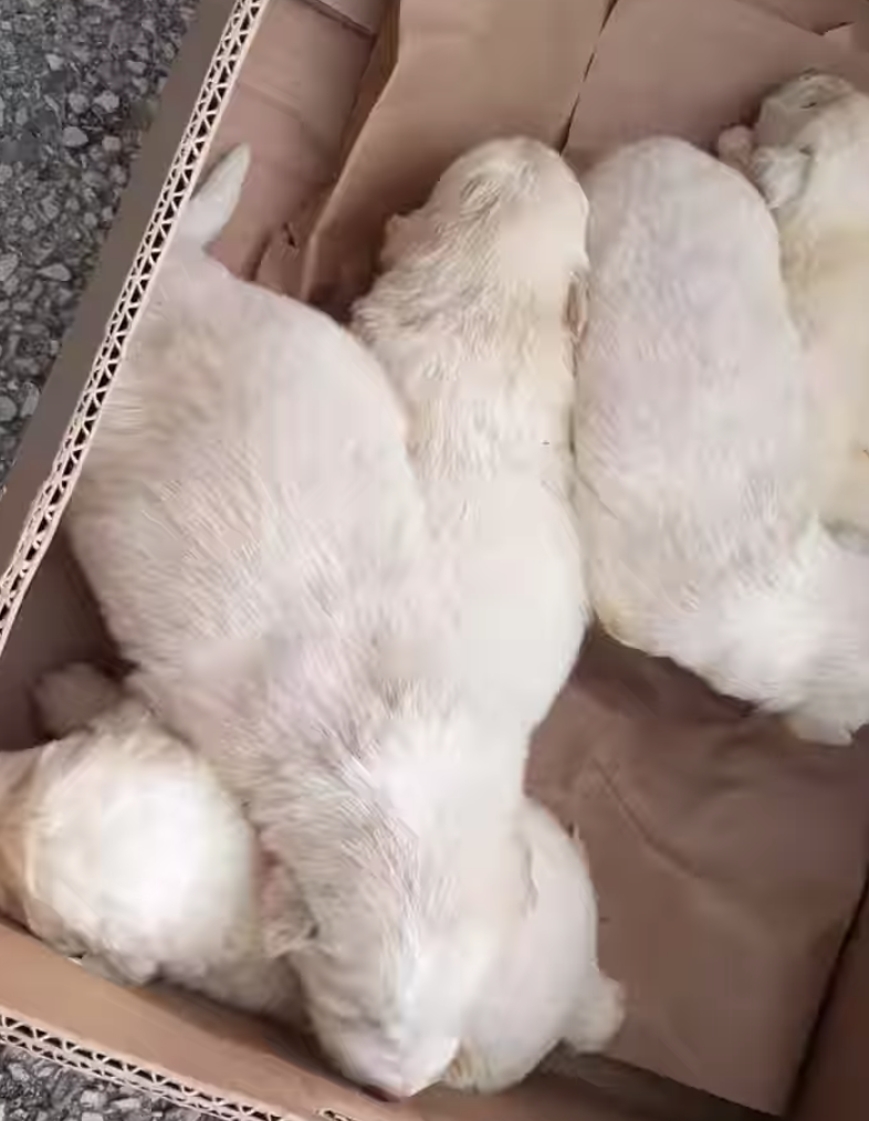 Shock a Montecamplo: cuccioli di cane lanciati dal ponticello