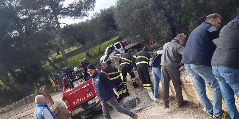 Shock sulla strada per Montecamplo: cuccioli di cane lanciati dal ponticello