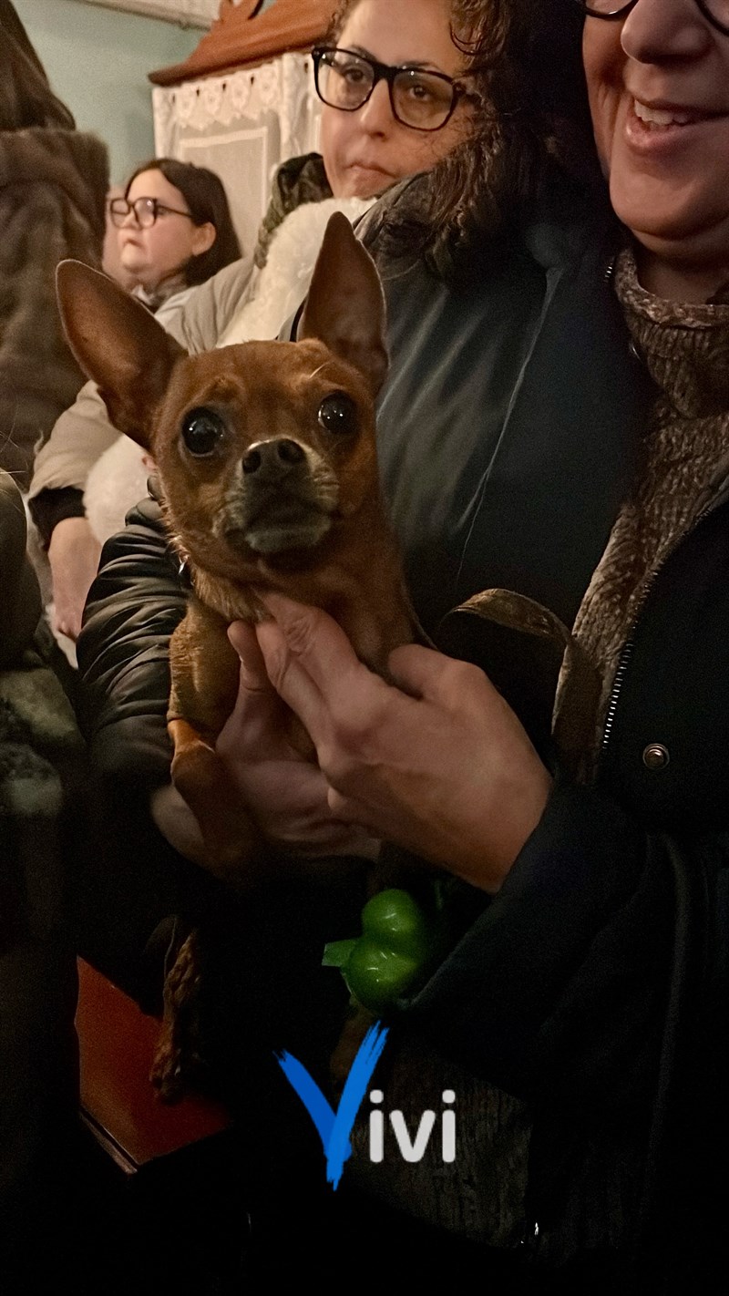 Benedizione degli animali: al via il Carnevale di Massafra