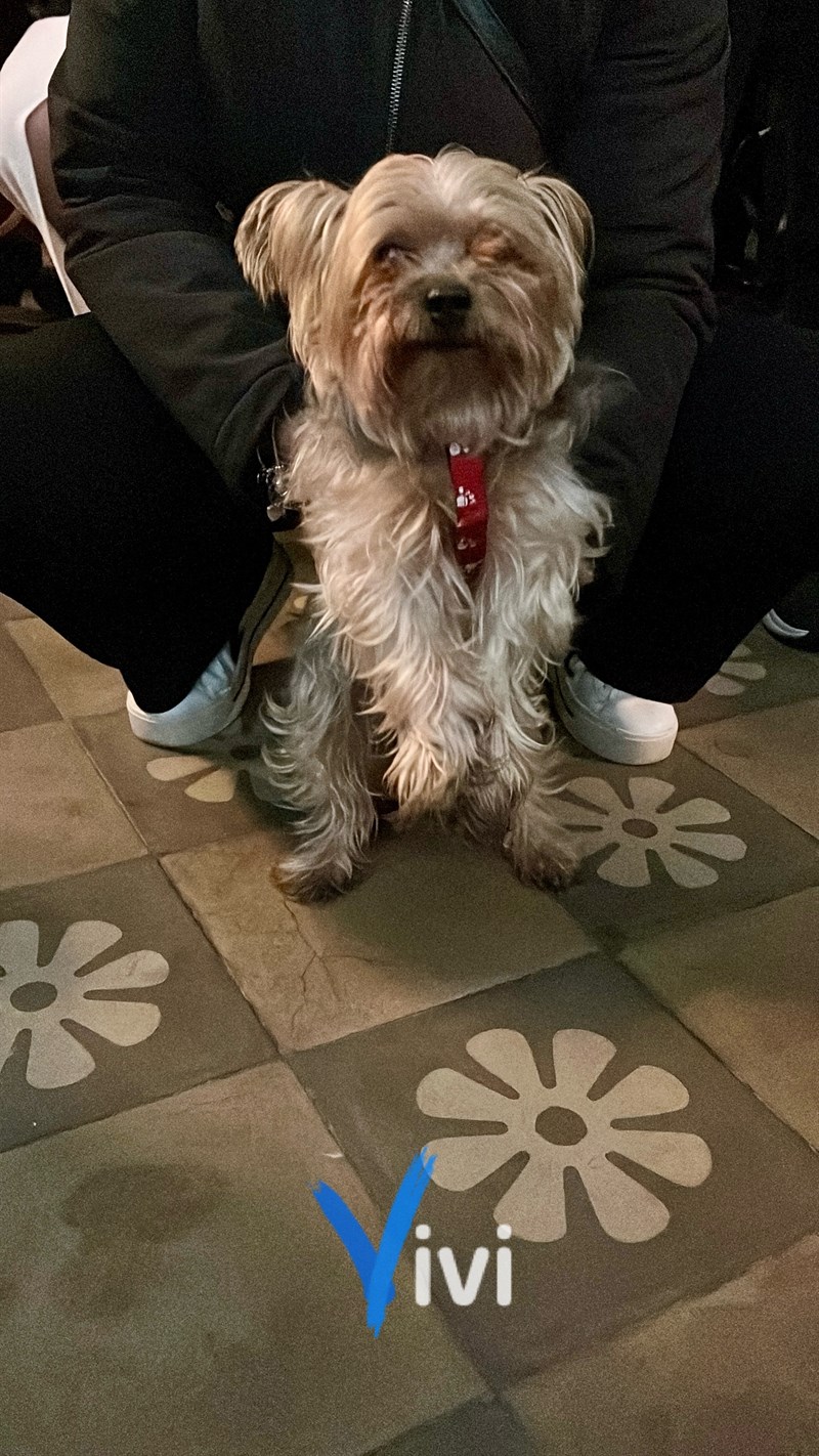 Benedizione degli animali: al via il Carnevale di Massafra