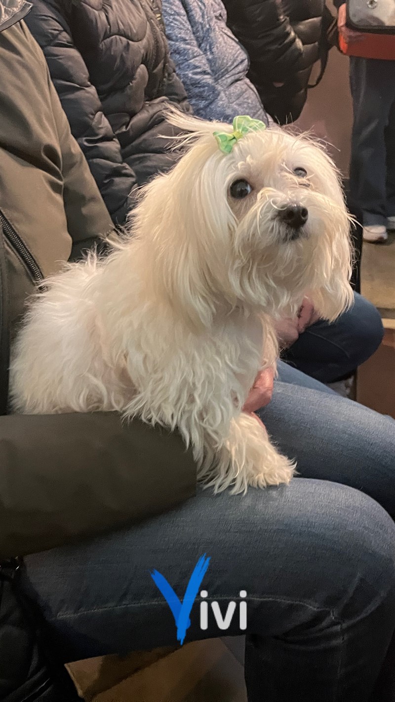 Benedizione degli animali: al via il Carnevale di Massafra