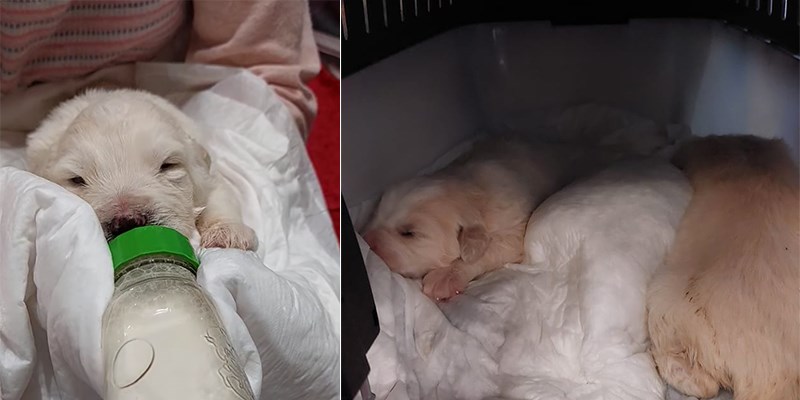 Il gran cuore dei castellanetani: le ultime sui cuccioli abbandonati