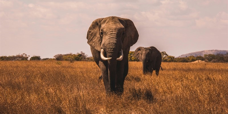 Vacanze in Africa tra natura e avventura: cosa considerare prima di partire