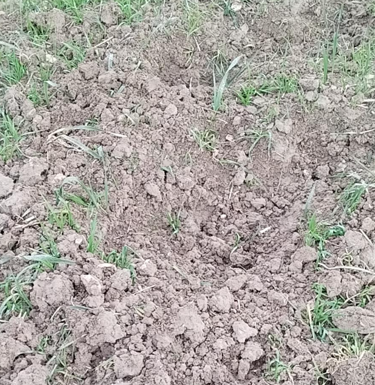 danni causati dai cinghiali