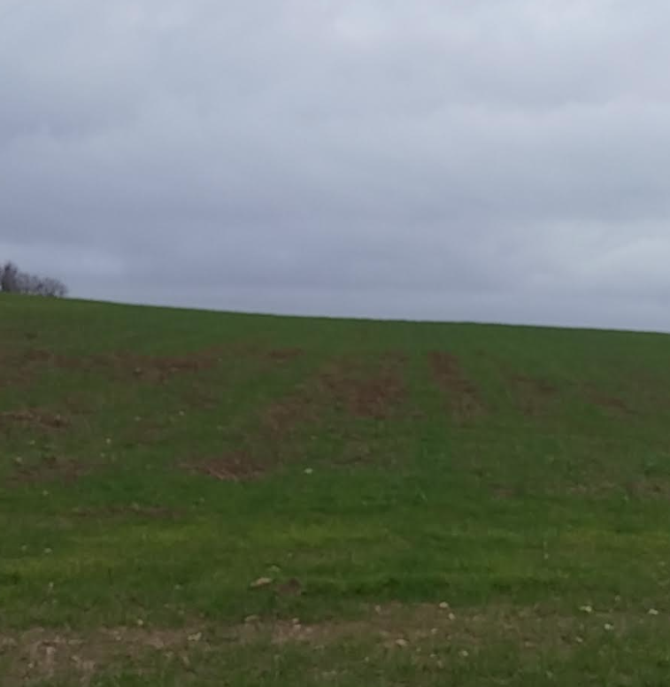 danni causati dai cinghiali