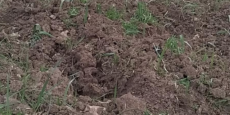 danni causati dai cinghiali