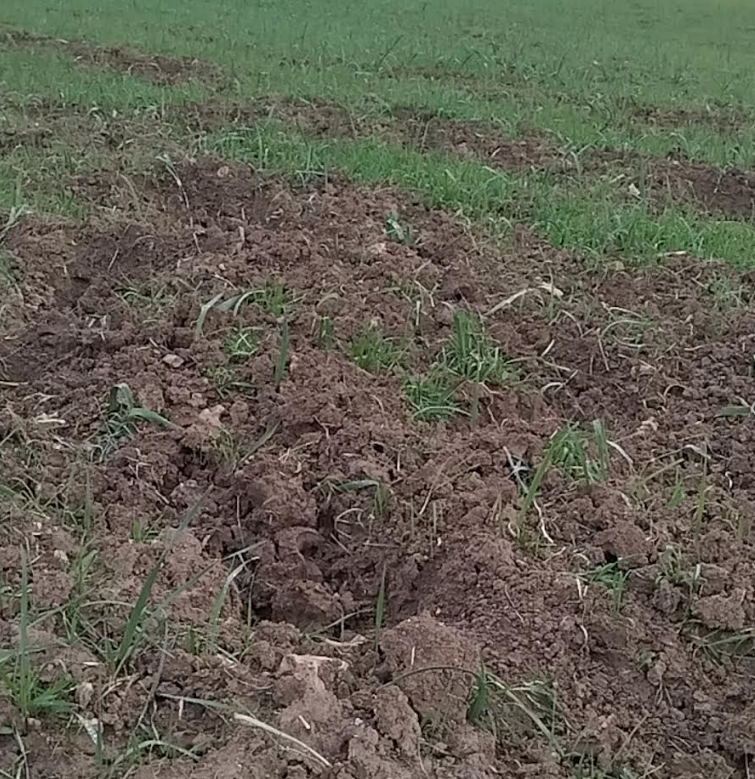 danni causati dai cinghiali