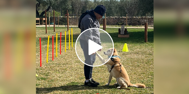 Salute mentale: il successo del progetto Animal-mente