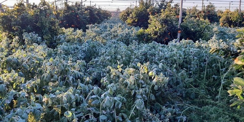 Gelate notturne: danni alle colture in provincia di Taranto