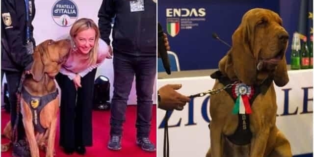 Il cane Bruno prenoto dal presidente Meloni Il cane Bruno prenoto dal presidente Meloni