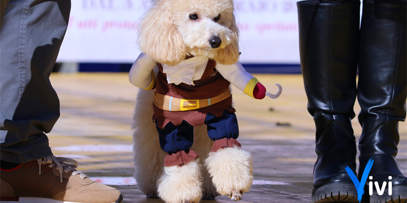 Carnevale da Cani - Foto di repertorio Carnevale da Cani - Foto di repertorio