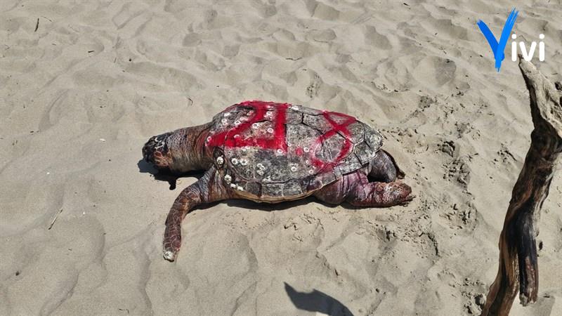 La tartaruga ritrovata