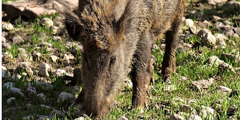 Ambiente e fauna selvatica: se ne parla a Mottola