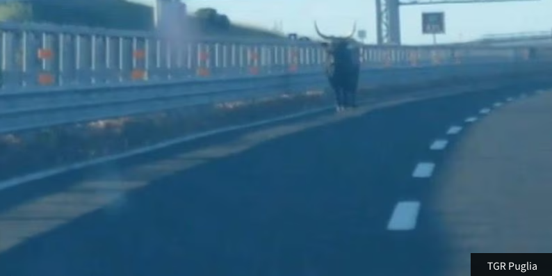C'è un toro in autostrada: chiusa temporaneamente l'uscita per Mottola