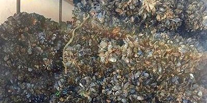 Cozze prive di tracciabilità