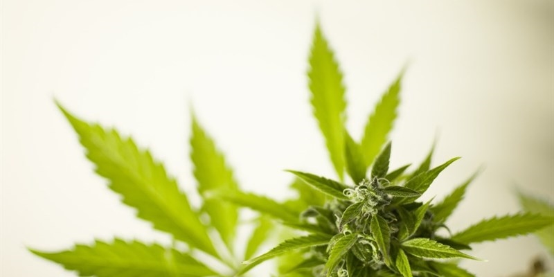 Cannabis legale Cannabis legale