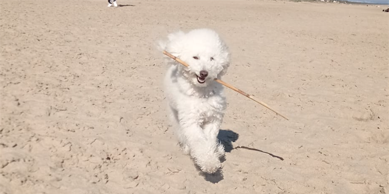 cane in spiaggia cane in spiaggia