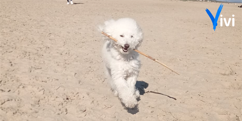 cane in spiaggia cane in spiaggia