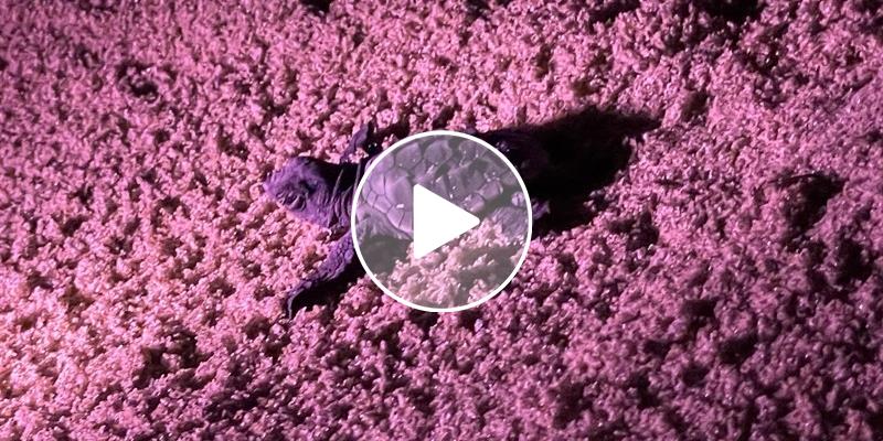 Benvenute tartarughine: notte di schiusa a Castellaneta Marina