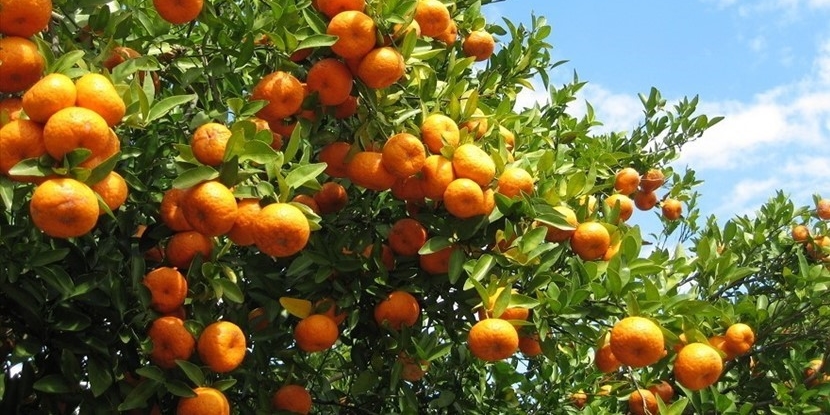 Agrumi Agrumi