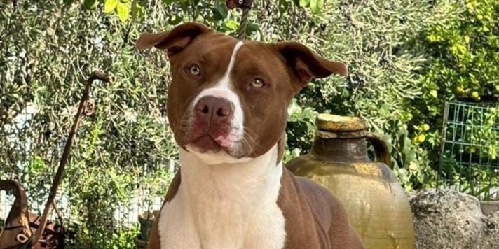 Pitbull Pitbull