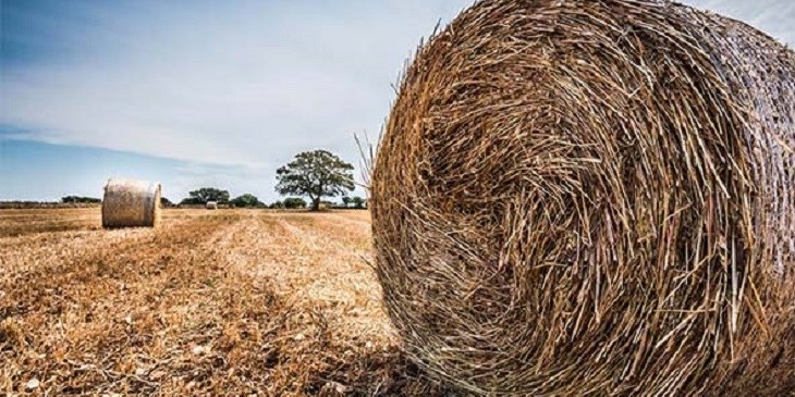 Agricoltura Agricoltura