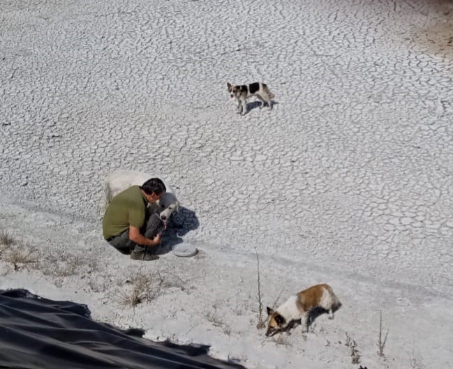 le operazione di recupero dei tre sfortunati cani