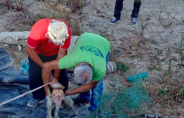 le operazione di recupero dei tre sfortunati cani