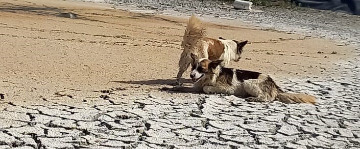 le operazione di recupero dei tre sfortunati cani