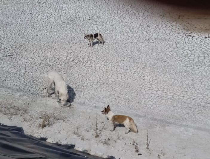 le operazione di recupero dei tre sfortunati cani