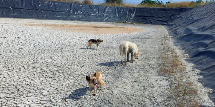Cani intrappolati sotto il sole cocente: recuperati e tratti in salvo