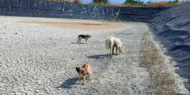 i tre cani nella vasca in disuso