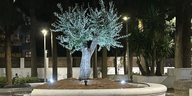L’albero di ulivo in ’’Villa Lovelli’’