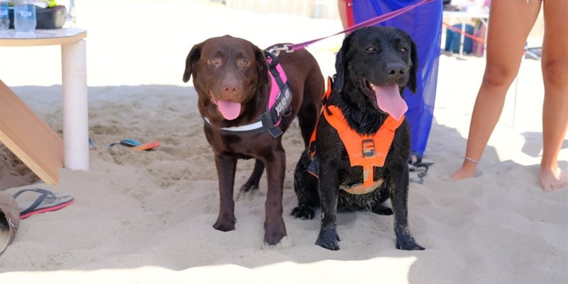 cani da salvataggio